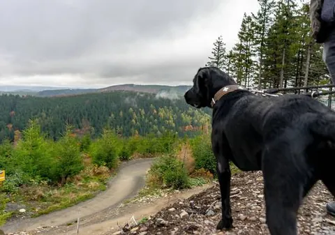 Schwarzer Hund blickt vom Trail über die Wälder